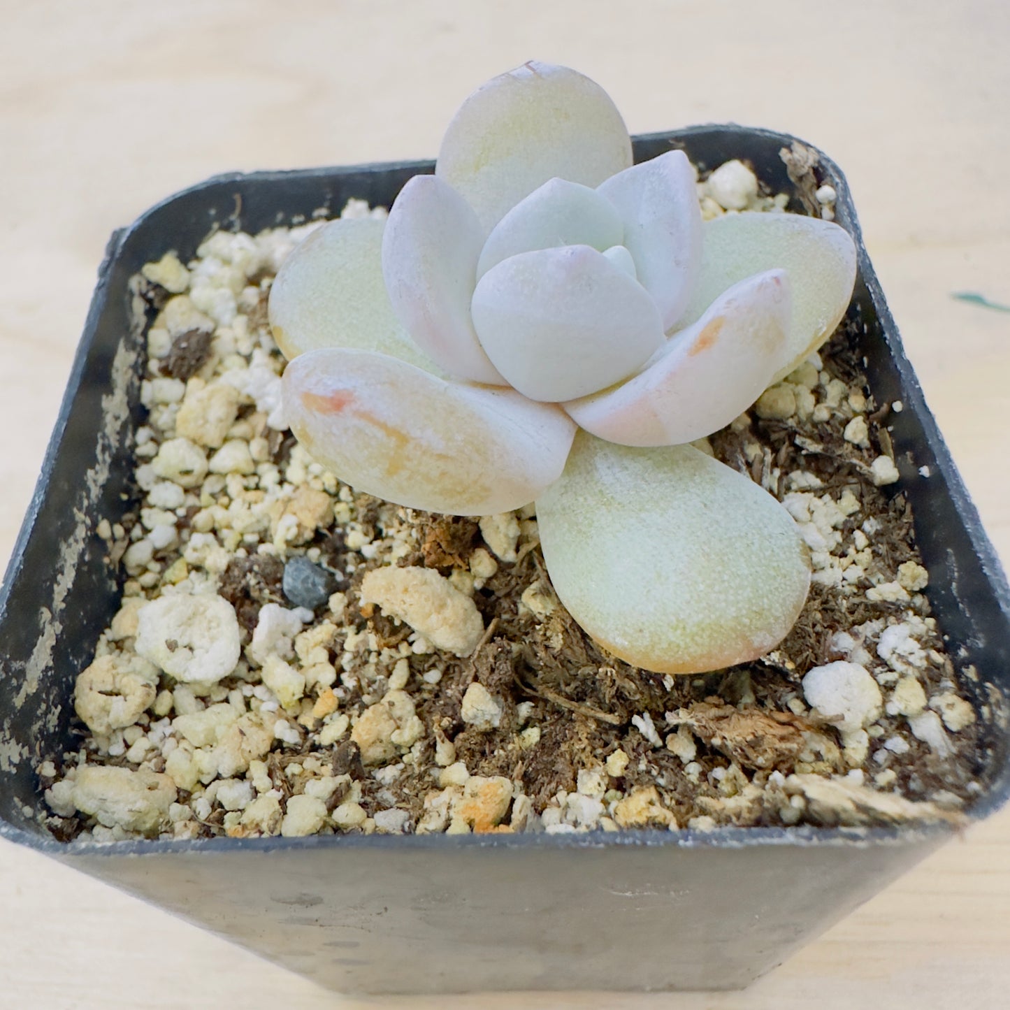 Echeveria Lauii
