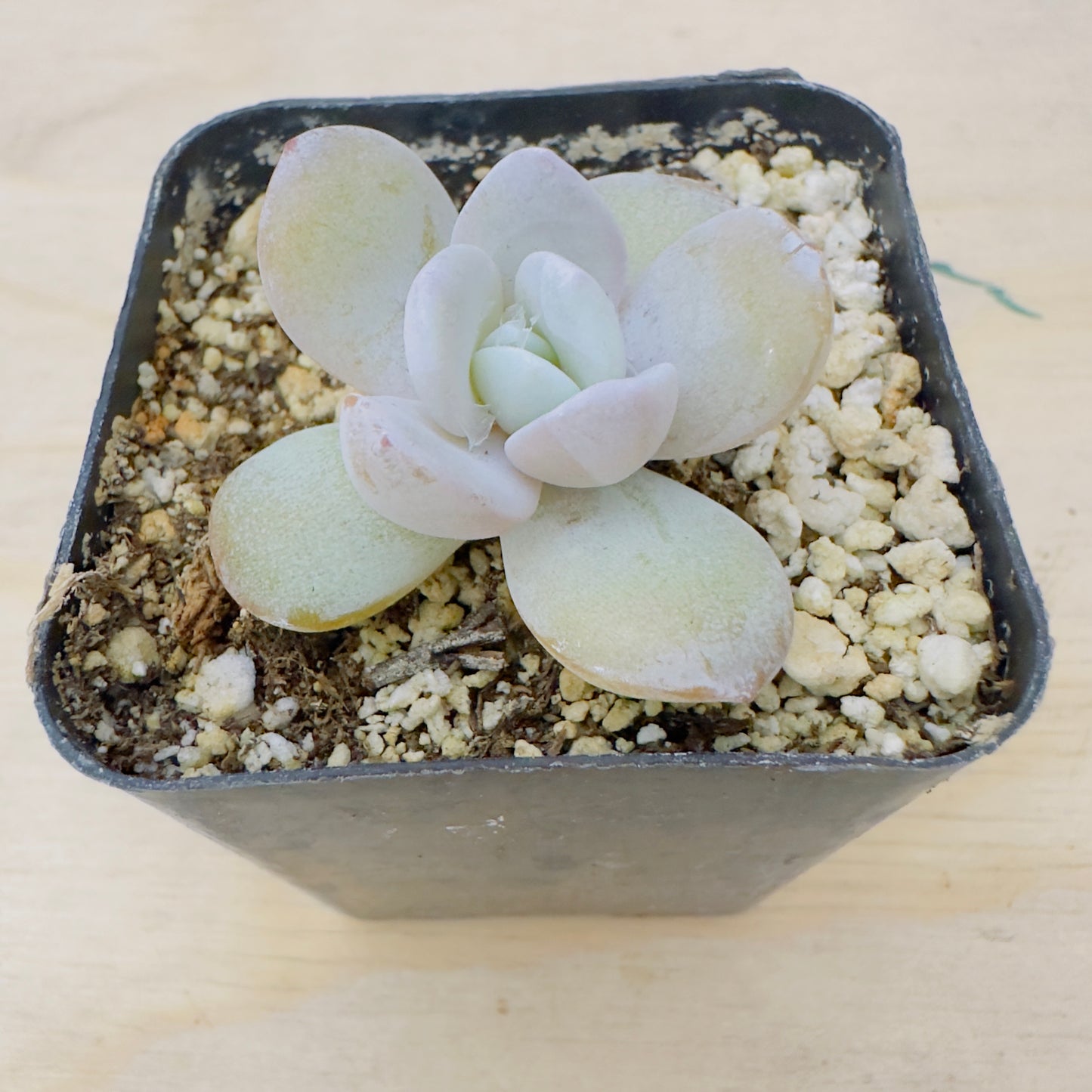 Echeveria Lauii