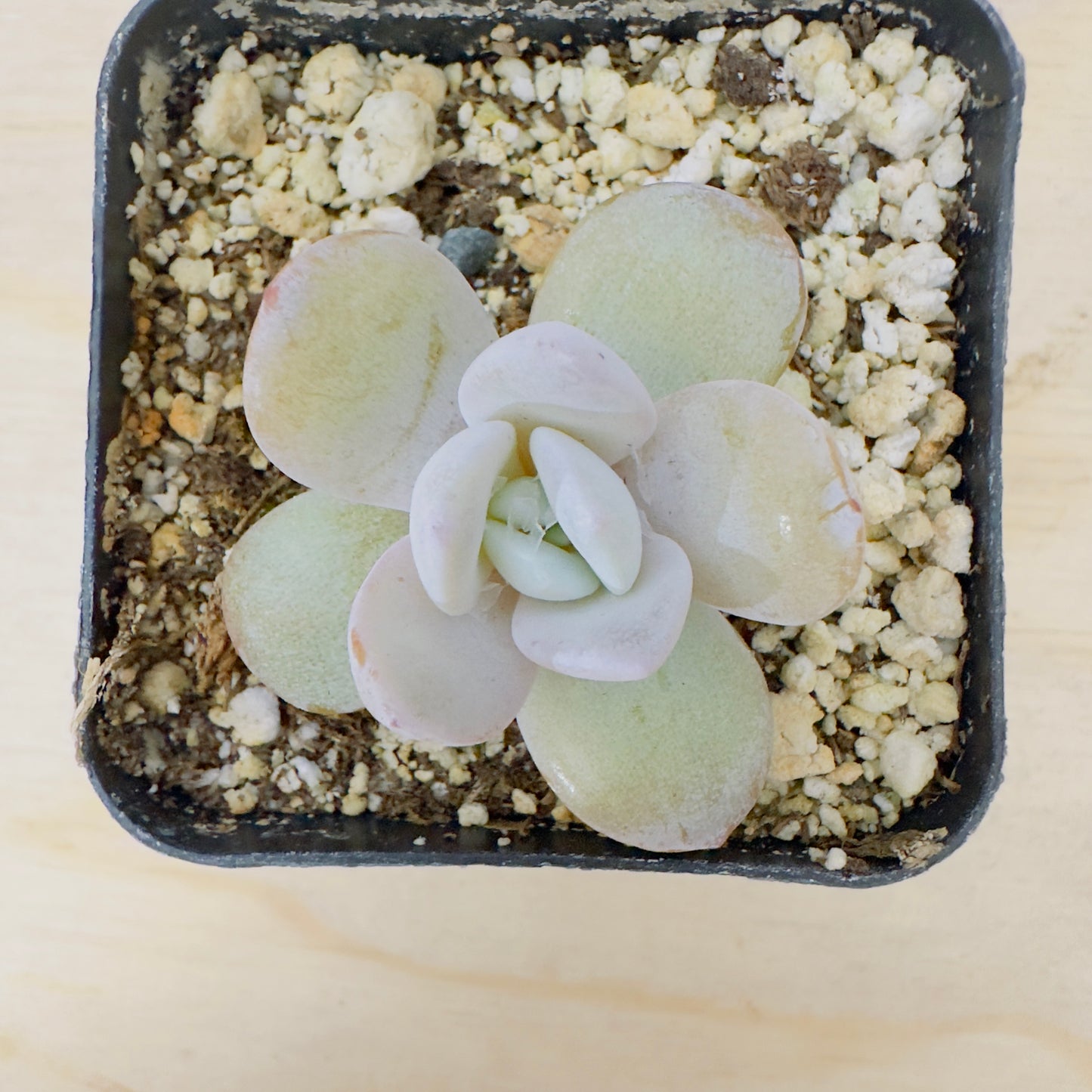 Echeveria Lauii