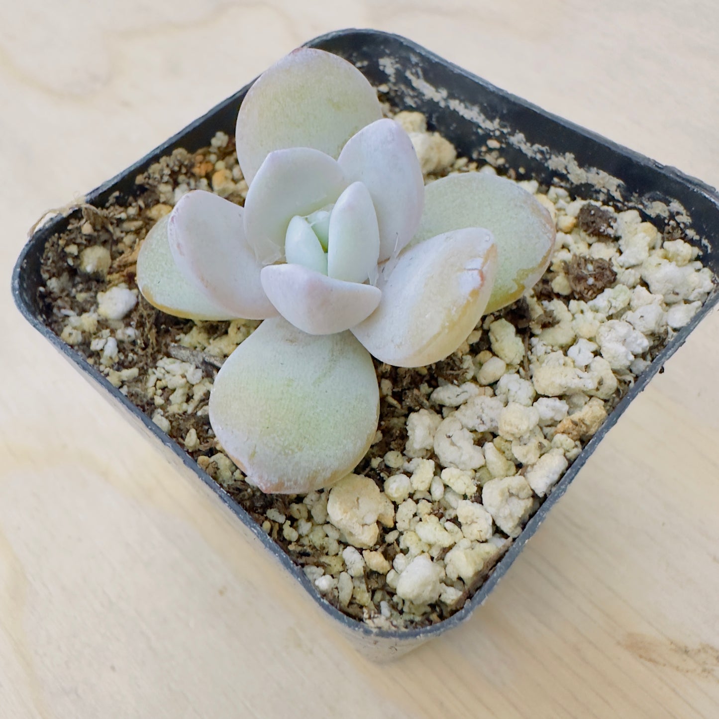 Echeveria Lauii