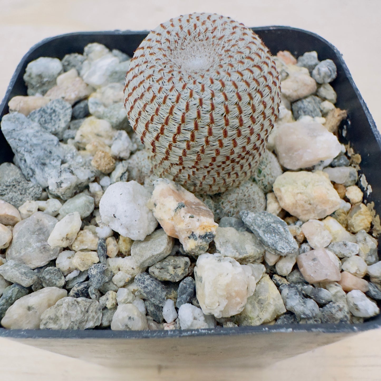 Rebutia heliosa