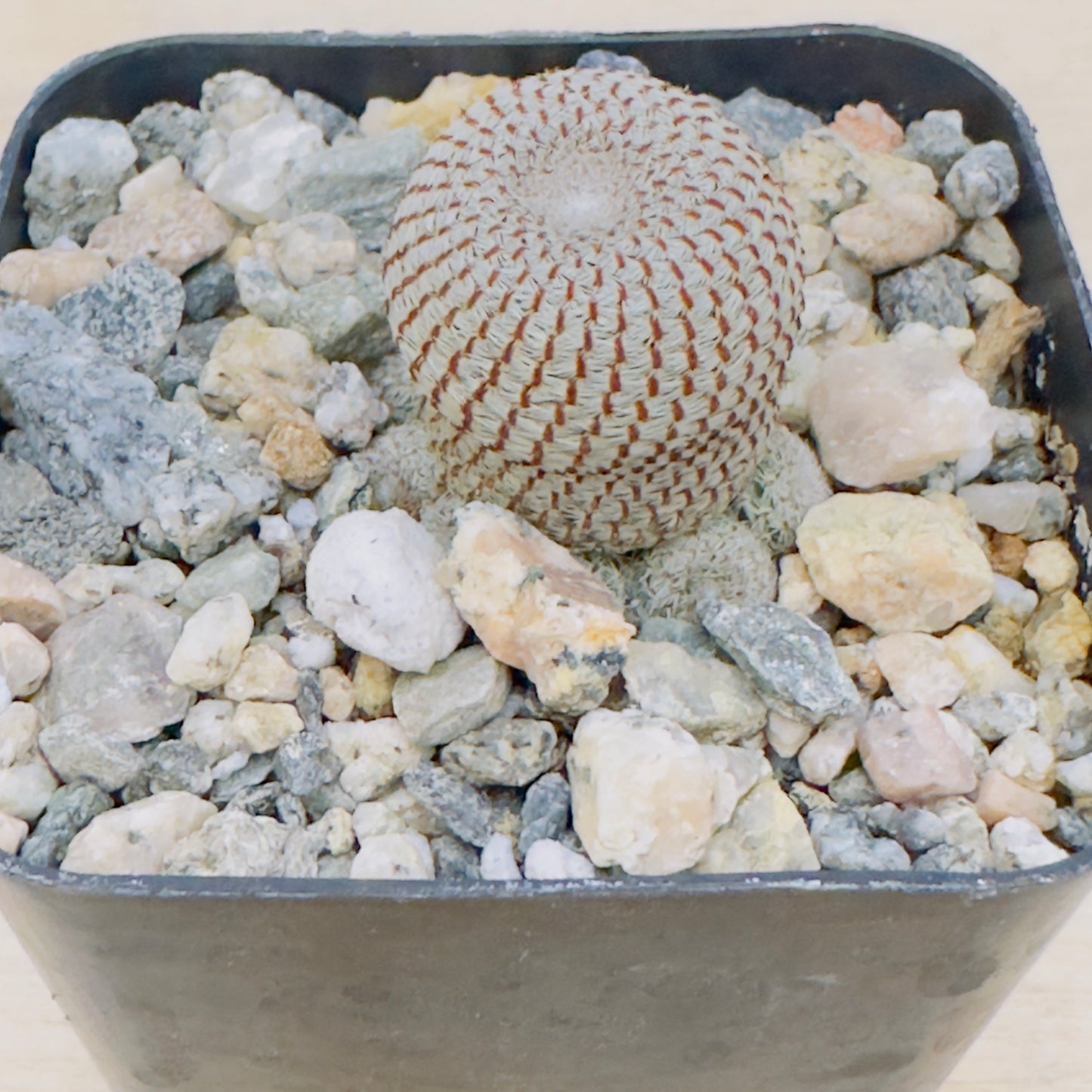 Rebutia heliosa