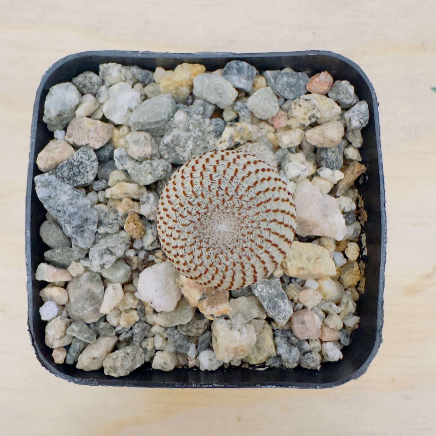 Rebutia heliosa