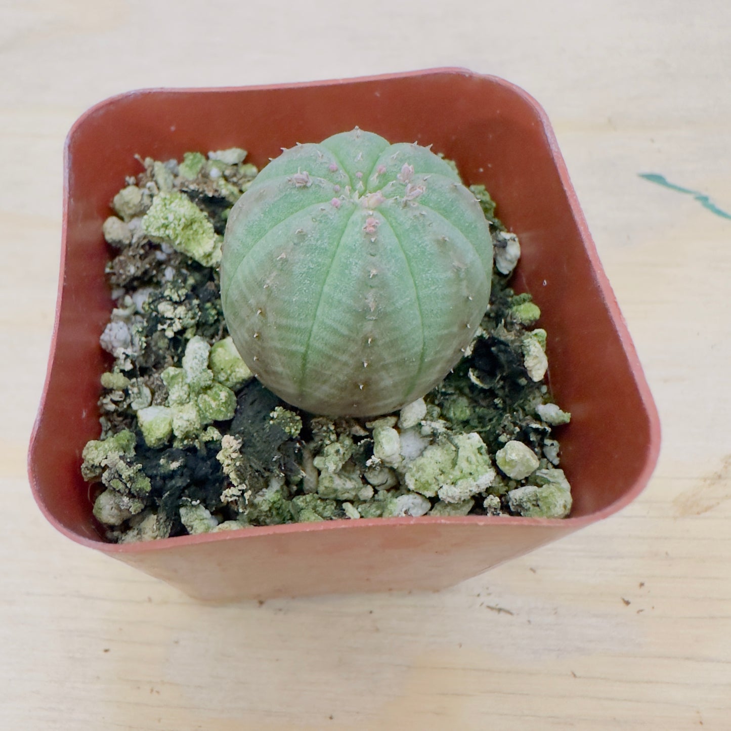 Euphorbia Obesa – Baseball Plant