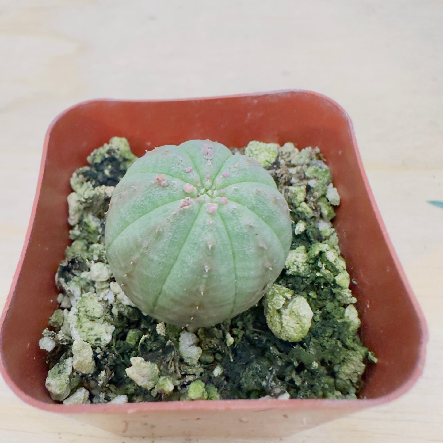Euphorbia Obesa – Baseball Plant