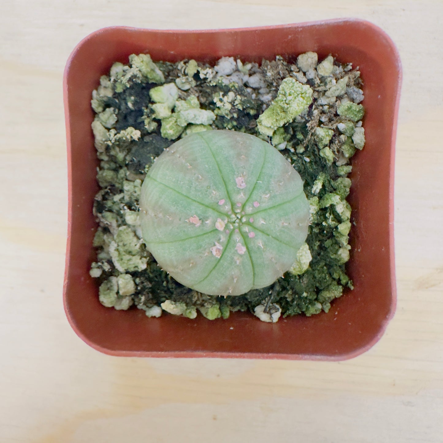 Euphorbia Obesa – Baseball Plant