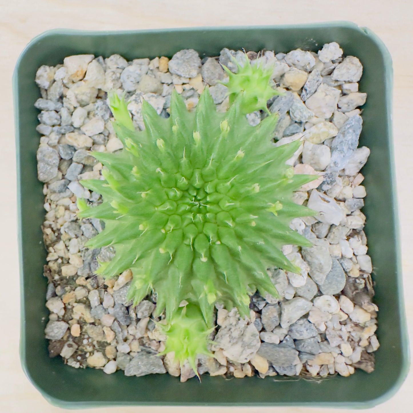 Euphorbia suzannae
