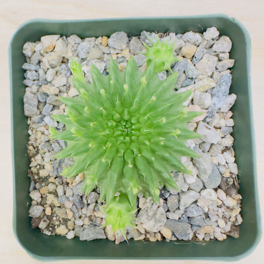 Euphorbia suzannae