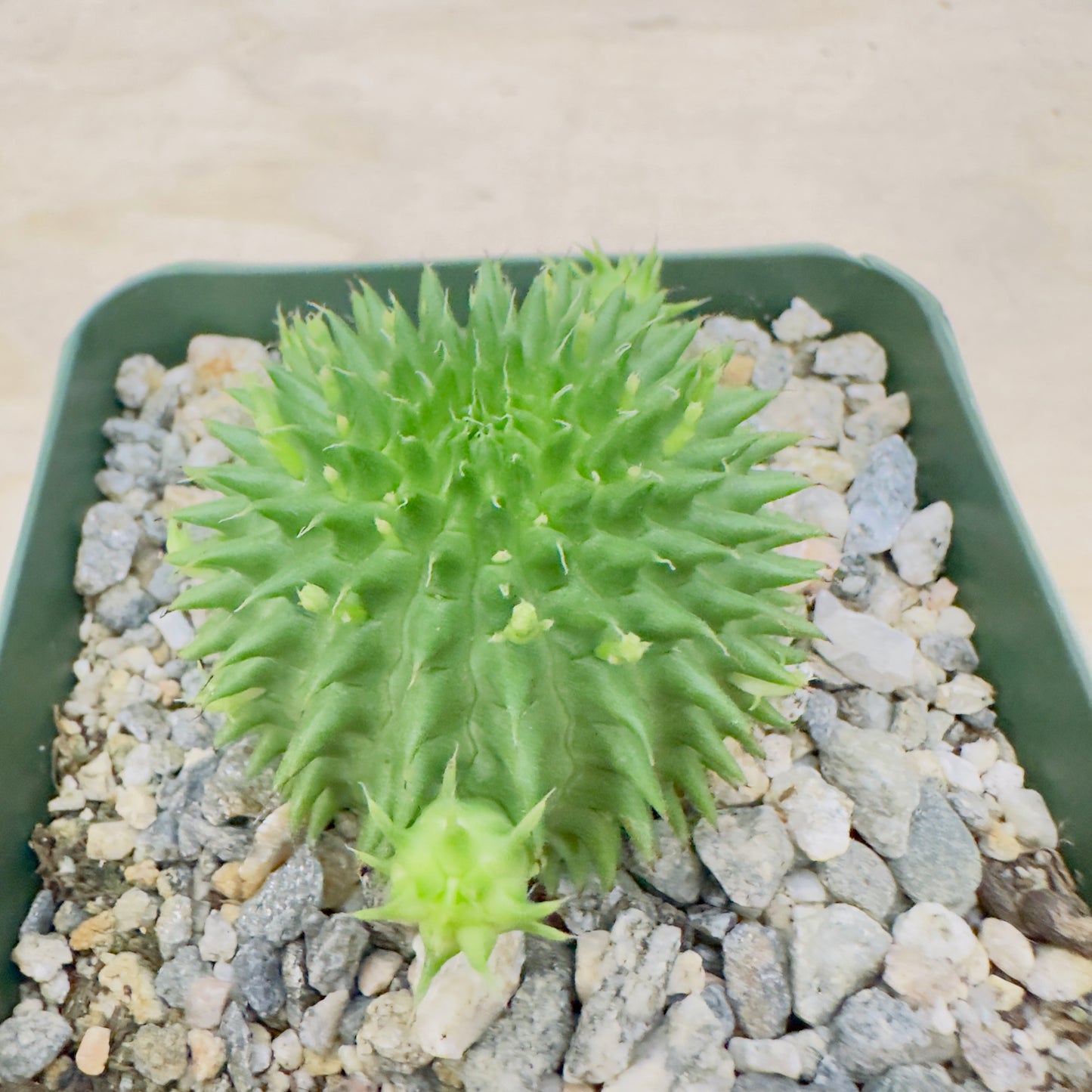 Euphorbia suzannae