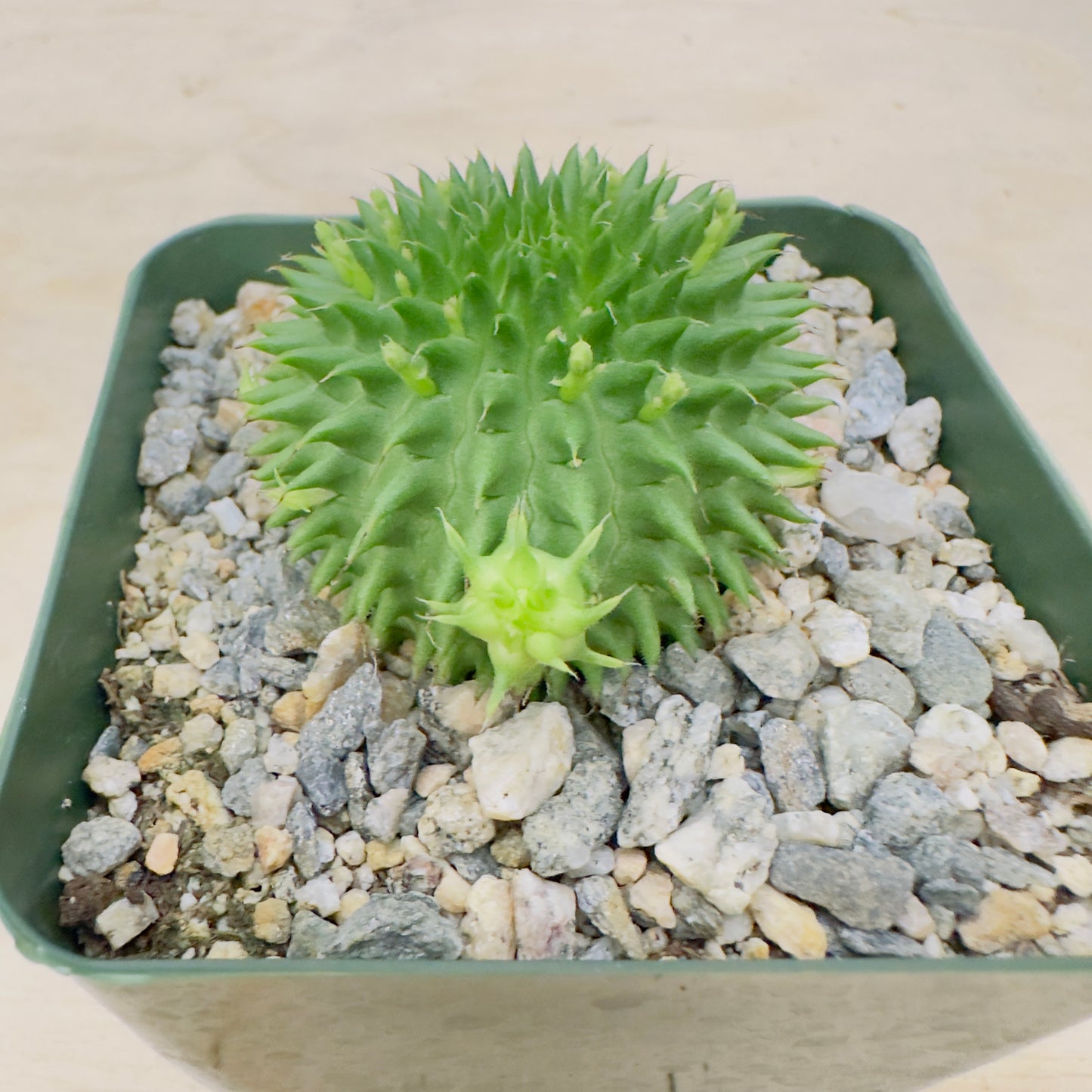 Euphorbia suzannae