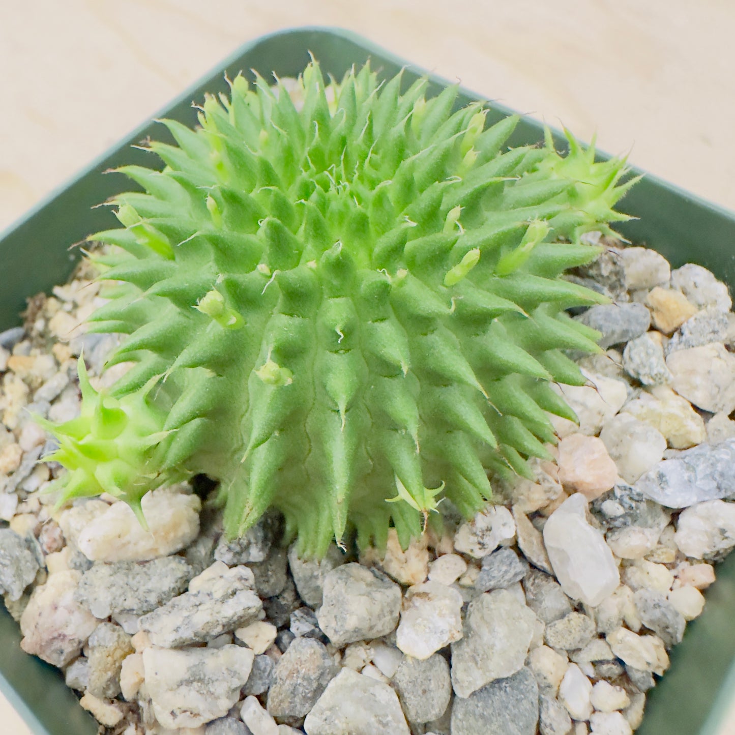 Euphorbia suzannae