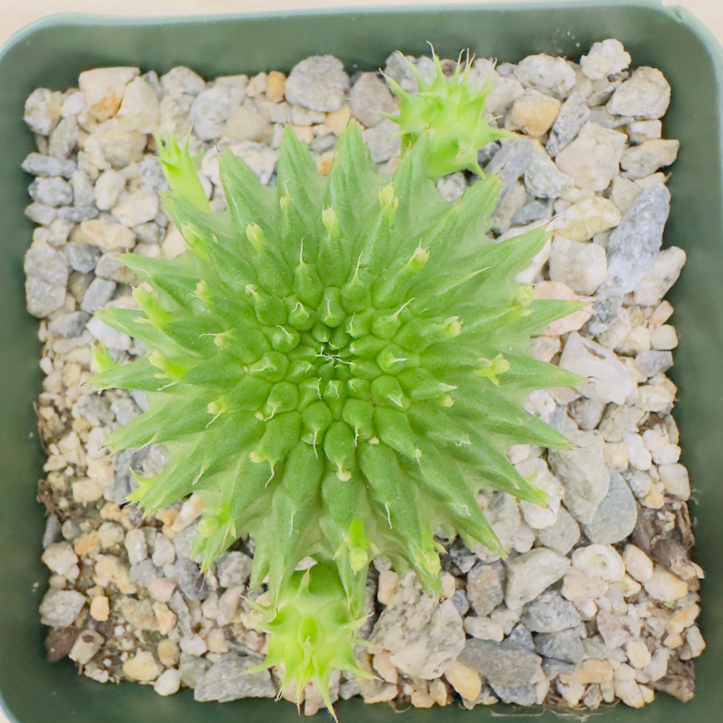 Euphorbia suzannae