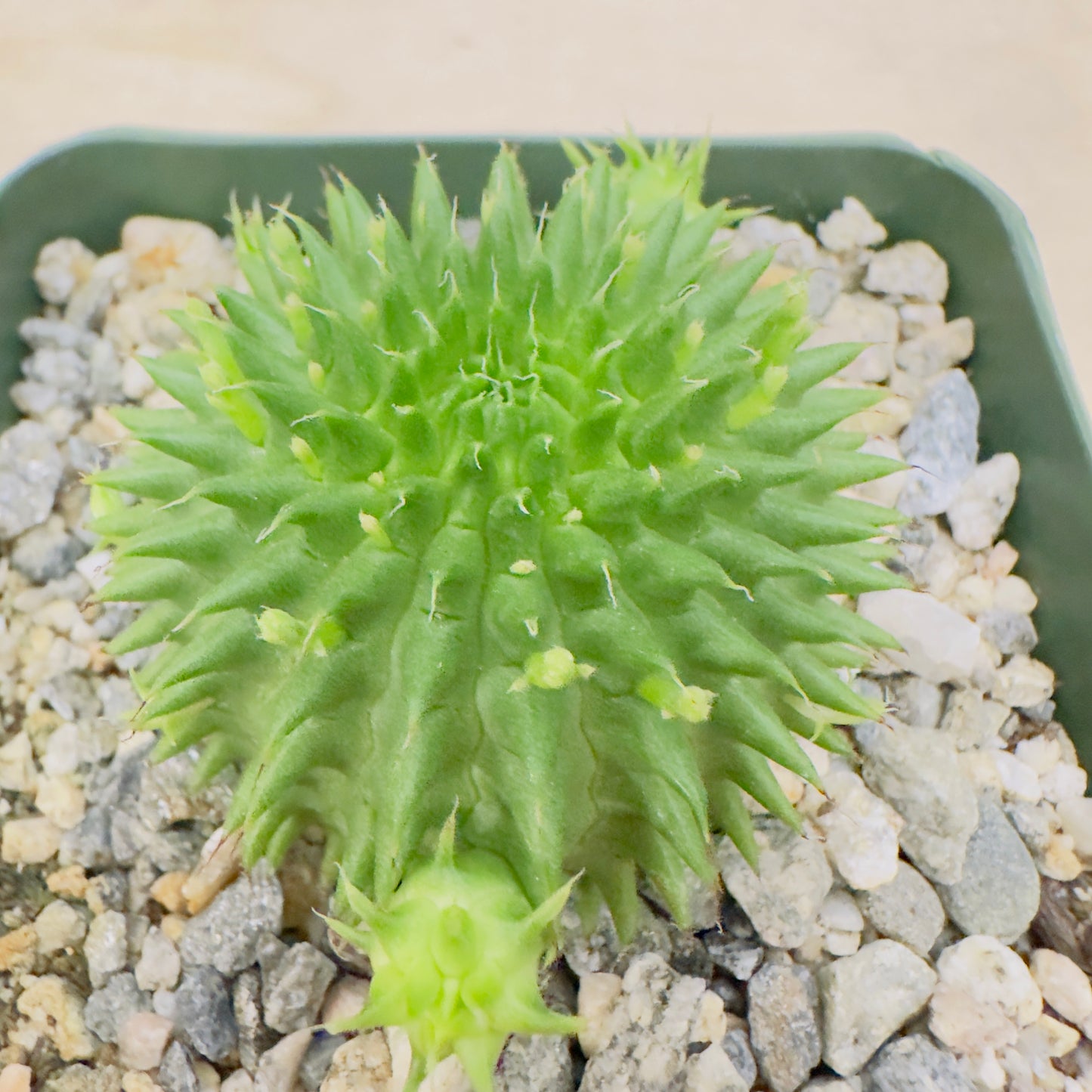 Euphorbia suzannae