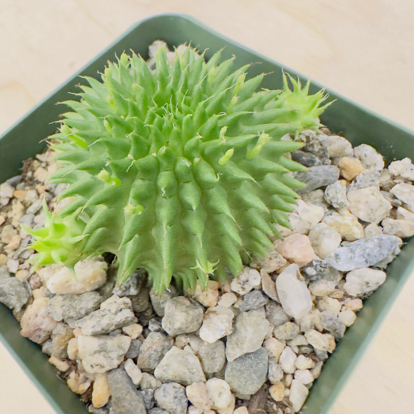 Euphorbia suzannae