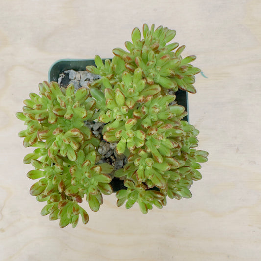 Dwarf Aeonium (Aeonium sedifolium) live succulent plant