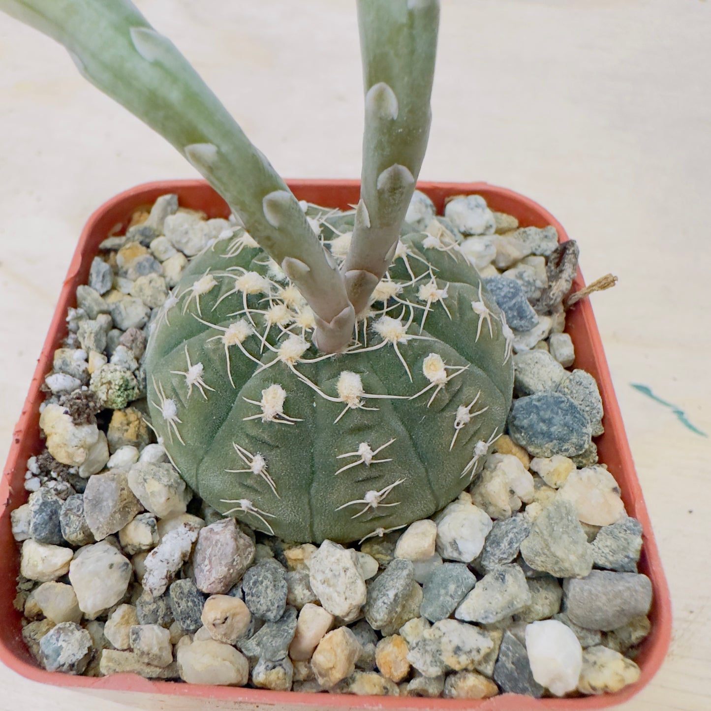 Gymnocalycium Spegazzinii