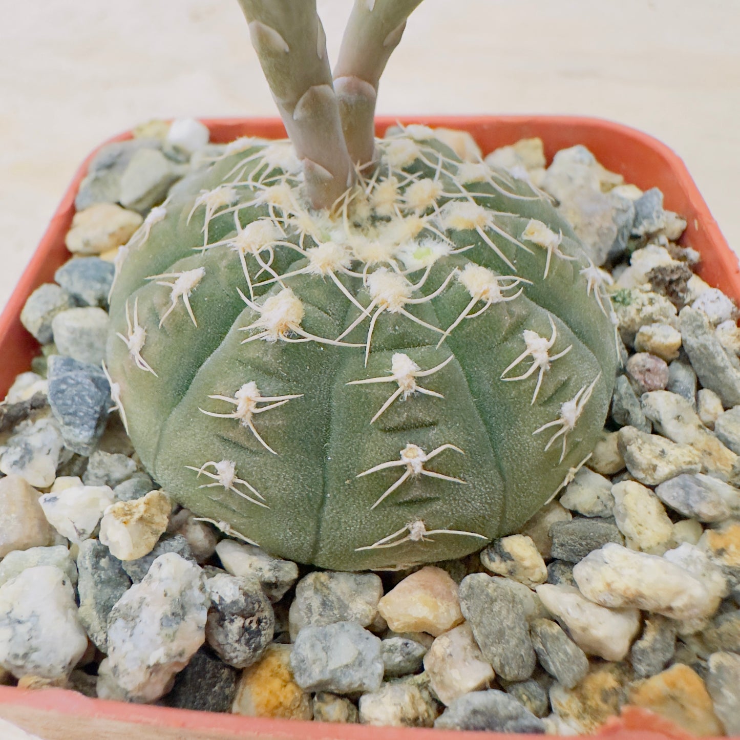 Gymnocalycium Spegazzinii