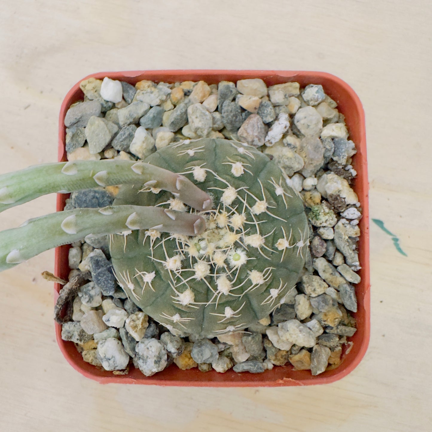 Gymnocalycium Spegazzinii