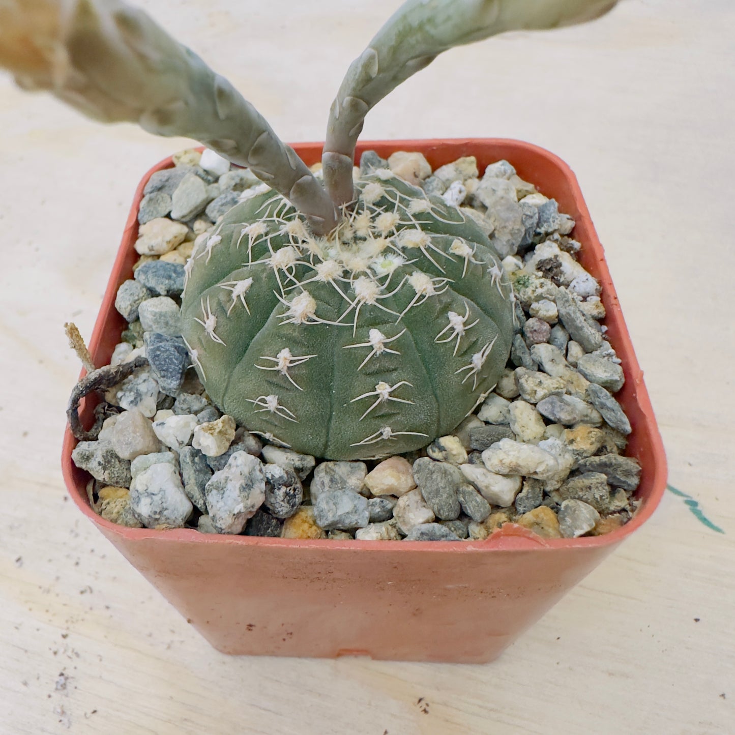 Gymnocalycium Spegazzinii