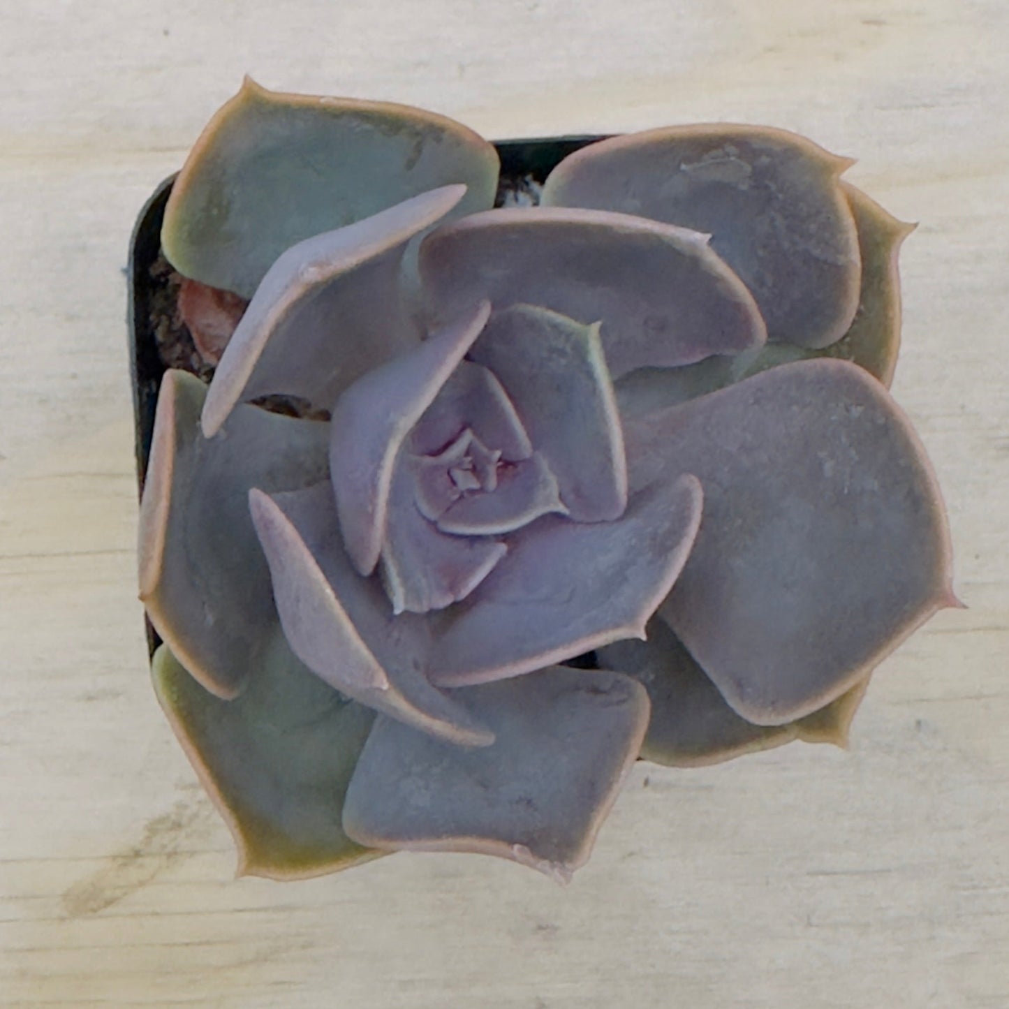 Echeveria - Red Sky