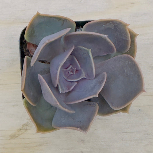 Red Sky Echeveria (Echeveria ‘Red Sky’) live succulent plant