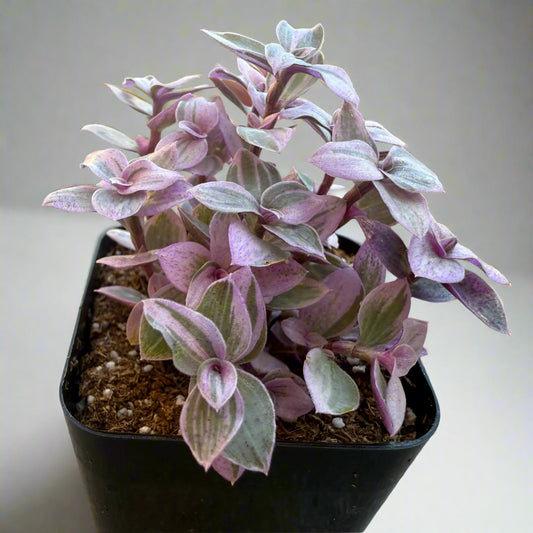 Pink Lady Turtle Vine (Callisia repens ‘Pink Lady’) live succulent plant