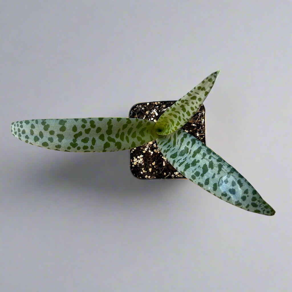 Ledebouria socialis - Silver Squill