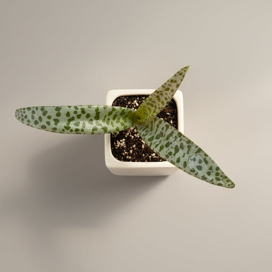 Silver Squill (Ledebouria socialis ‘Silver Squill’) live succulent plant