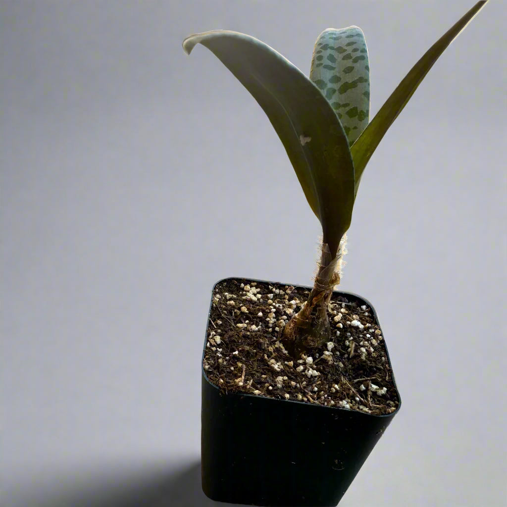 Ledebouria socialis - Silver Squill