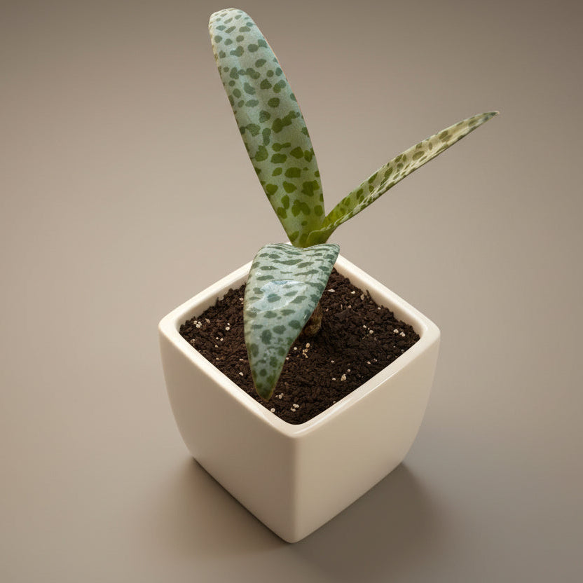Silver Squill (Ledebouria socialis ‘Silver Squill’) live succulent plant