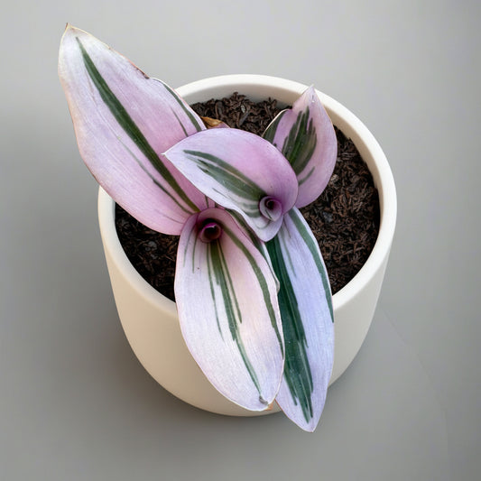 Tradescantia cerinthoides - Pink Furry