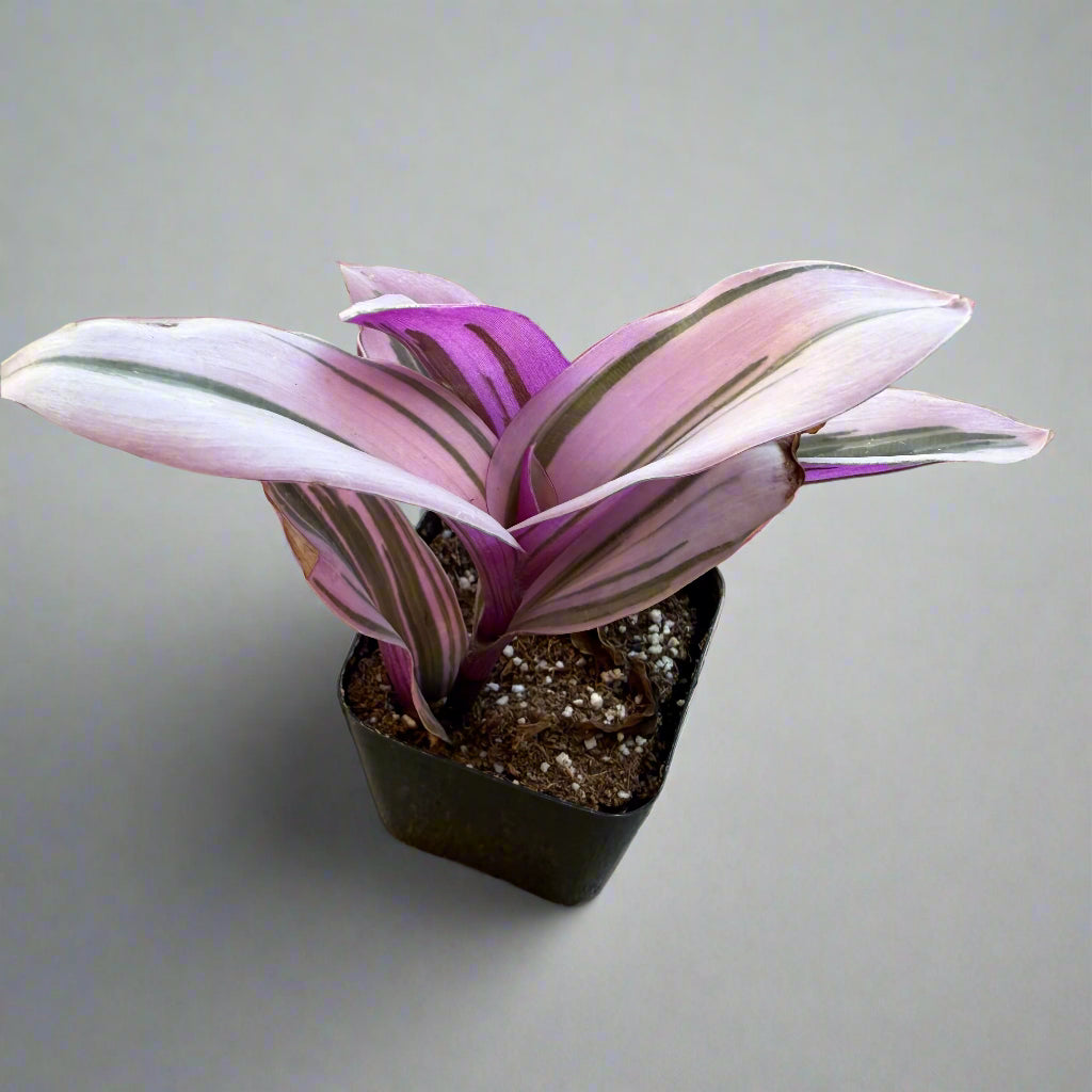 Tradescantia cerinthoides - Pink Furry