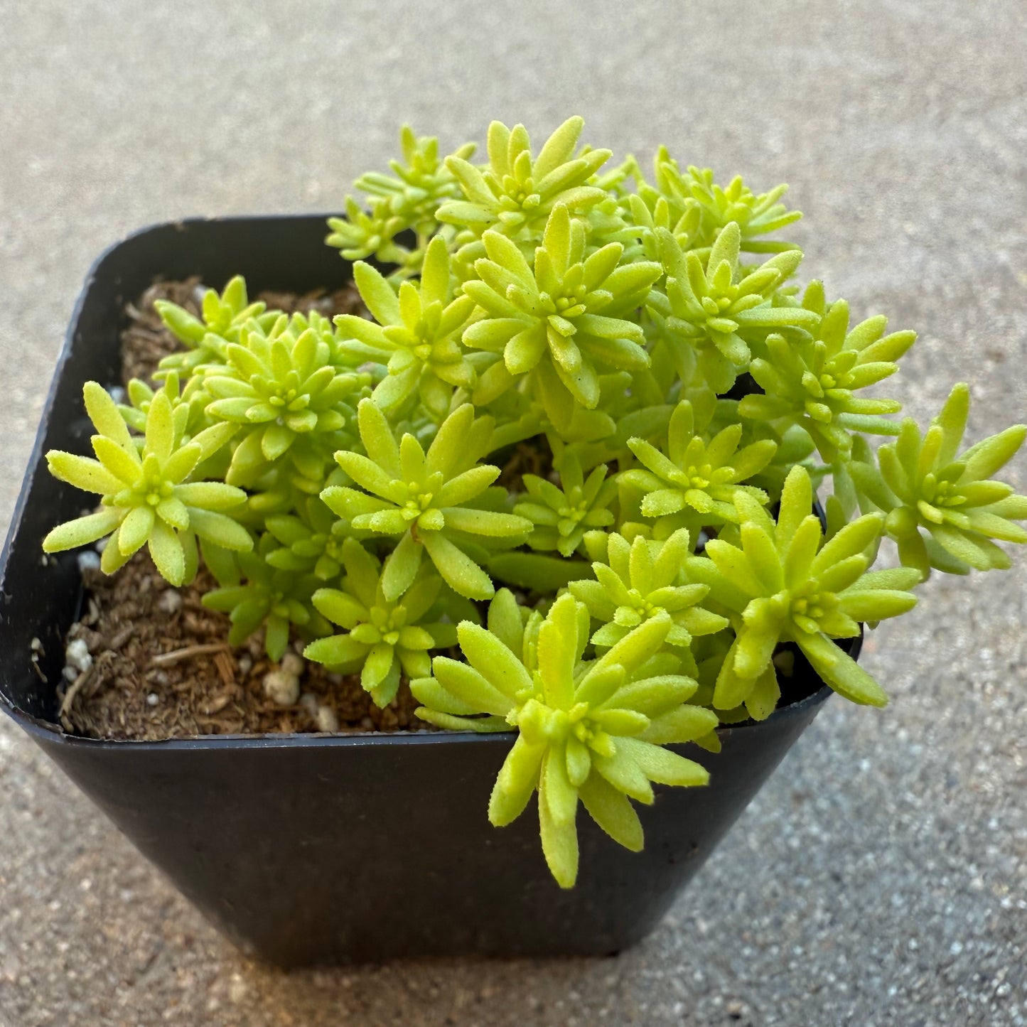 Sedum japonicum - Tokyo Sun