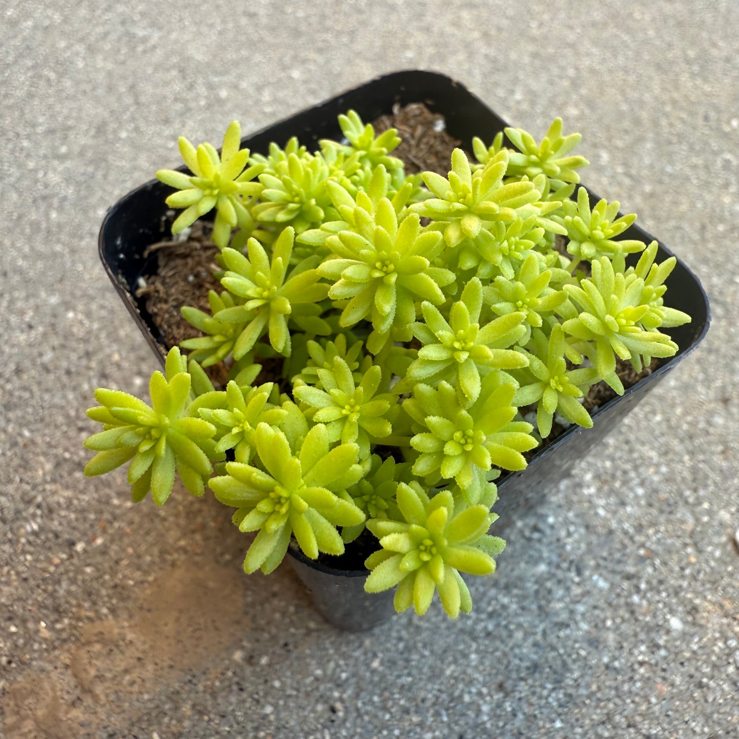 Sedum japonicum - Tokyo Sun