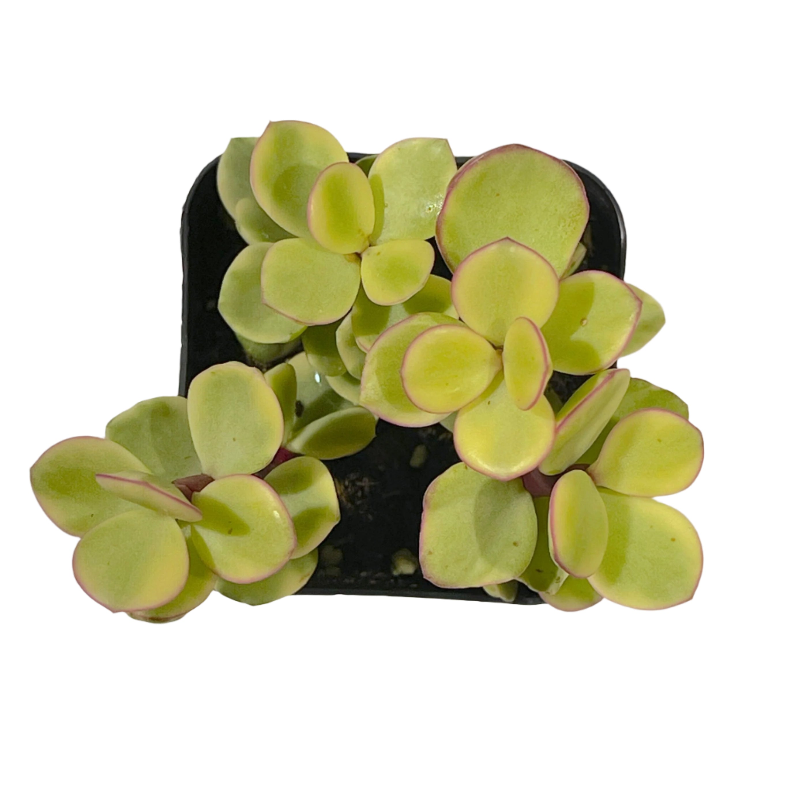 portulacaria afra f. variegata - rainbow bush Rainbow Bush | Portulacaria afra f. variegata