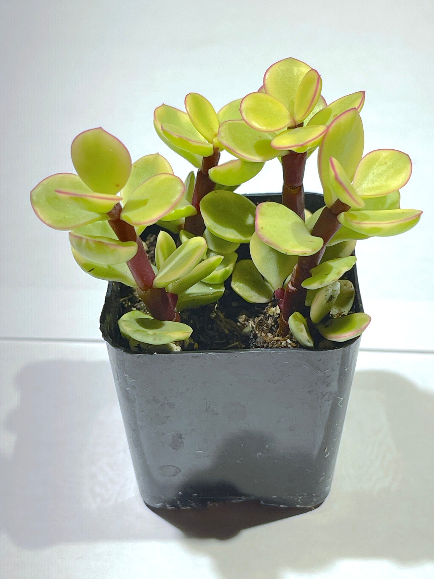 Portulacaria afra f. variegata - Rainbow Bush