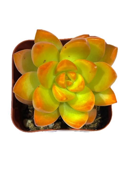 Sedum adolphi - Golden Glow-SEAH