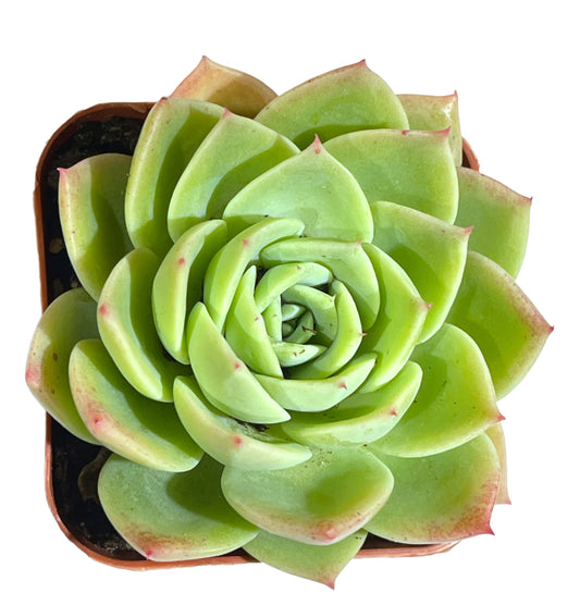 Blue Atoll Echeveria (Echeveria 'Blue Atoll') live succulent plant
