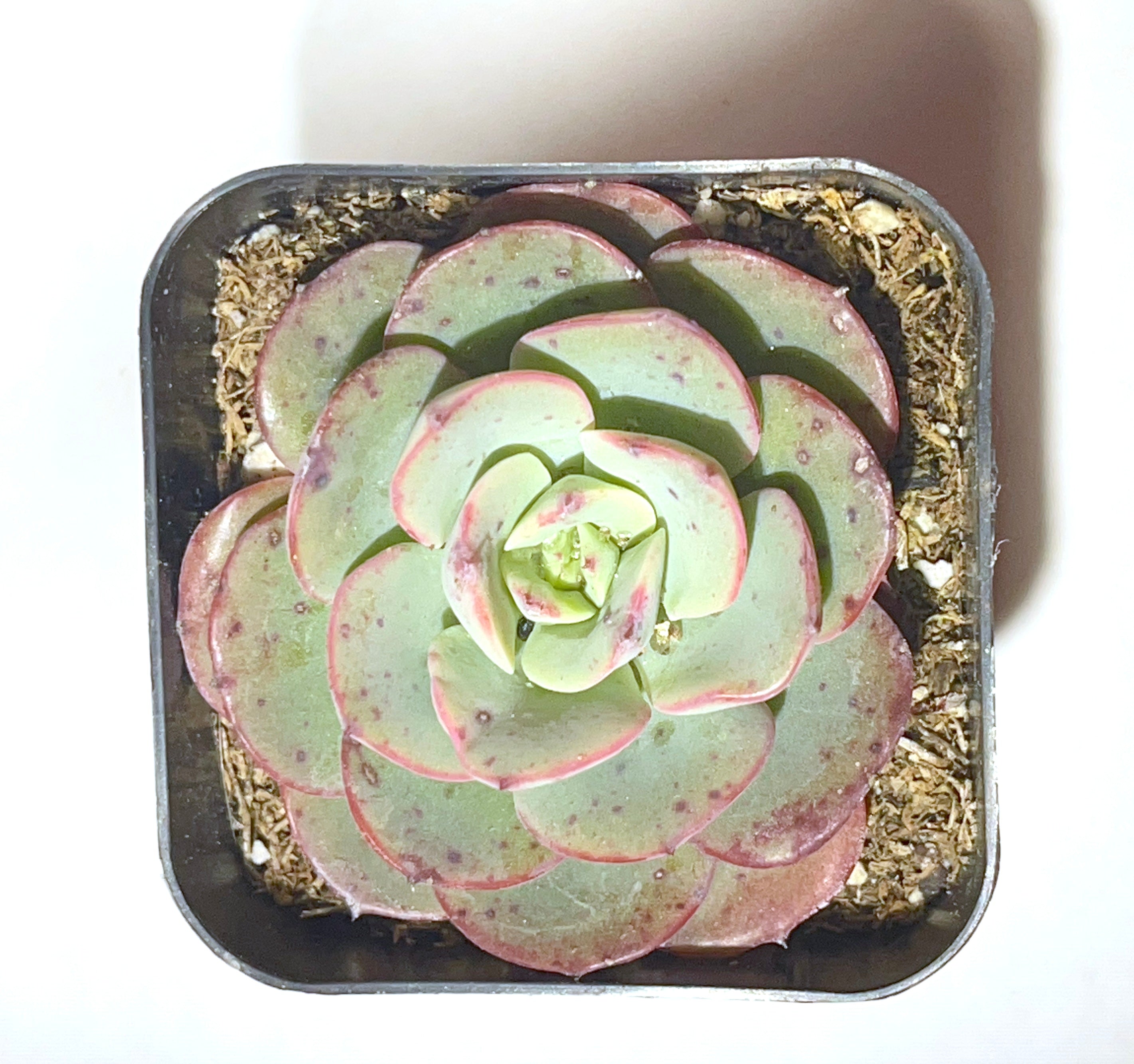 echeveria atlantis succulent Echeveria