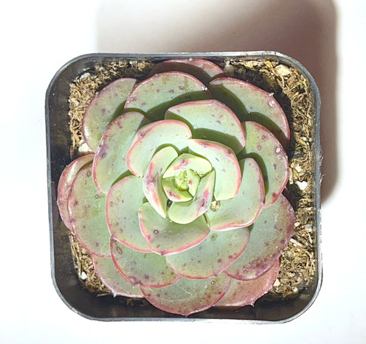 Atlantis Echeveria (Echeveria 'Atlantis') live succulent plant