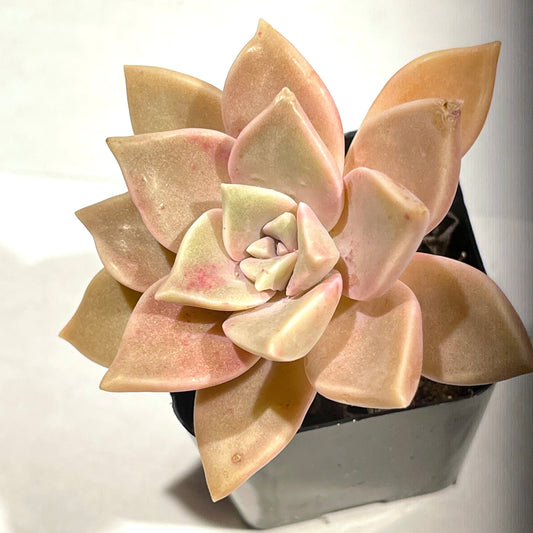 Ghost Plant Graptopetalum (Graptopetalum paraguayense) live succulent plant