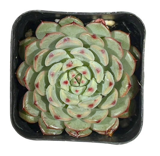 Blue Minima Echeveria (Echeveria 'Blue Minima') live succulent plant