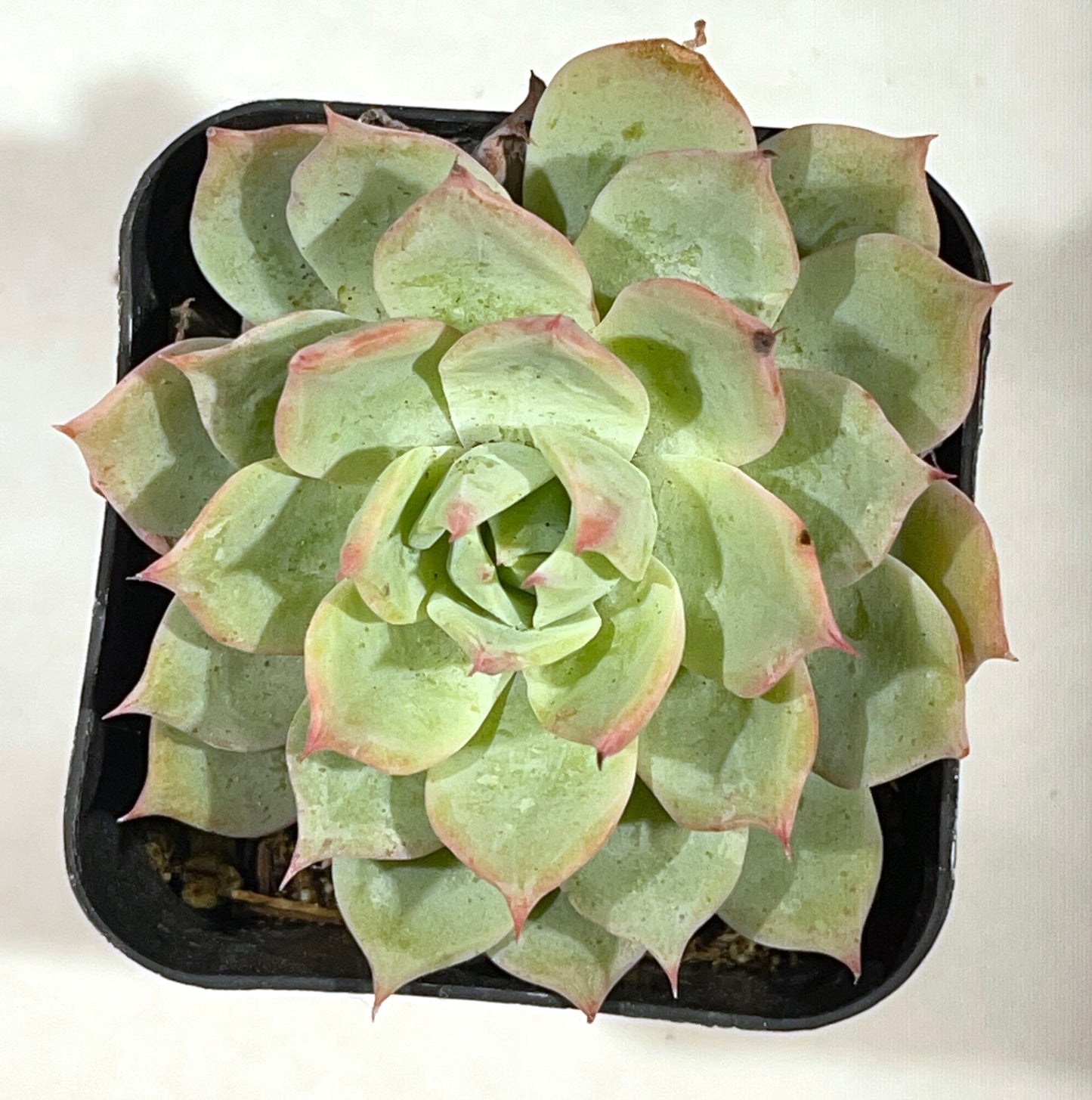 Succulents-Sets-6