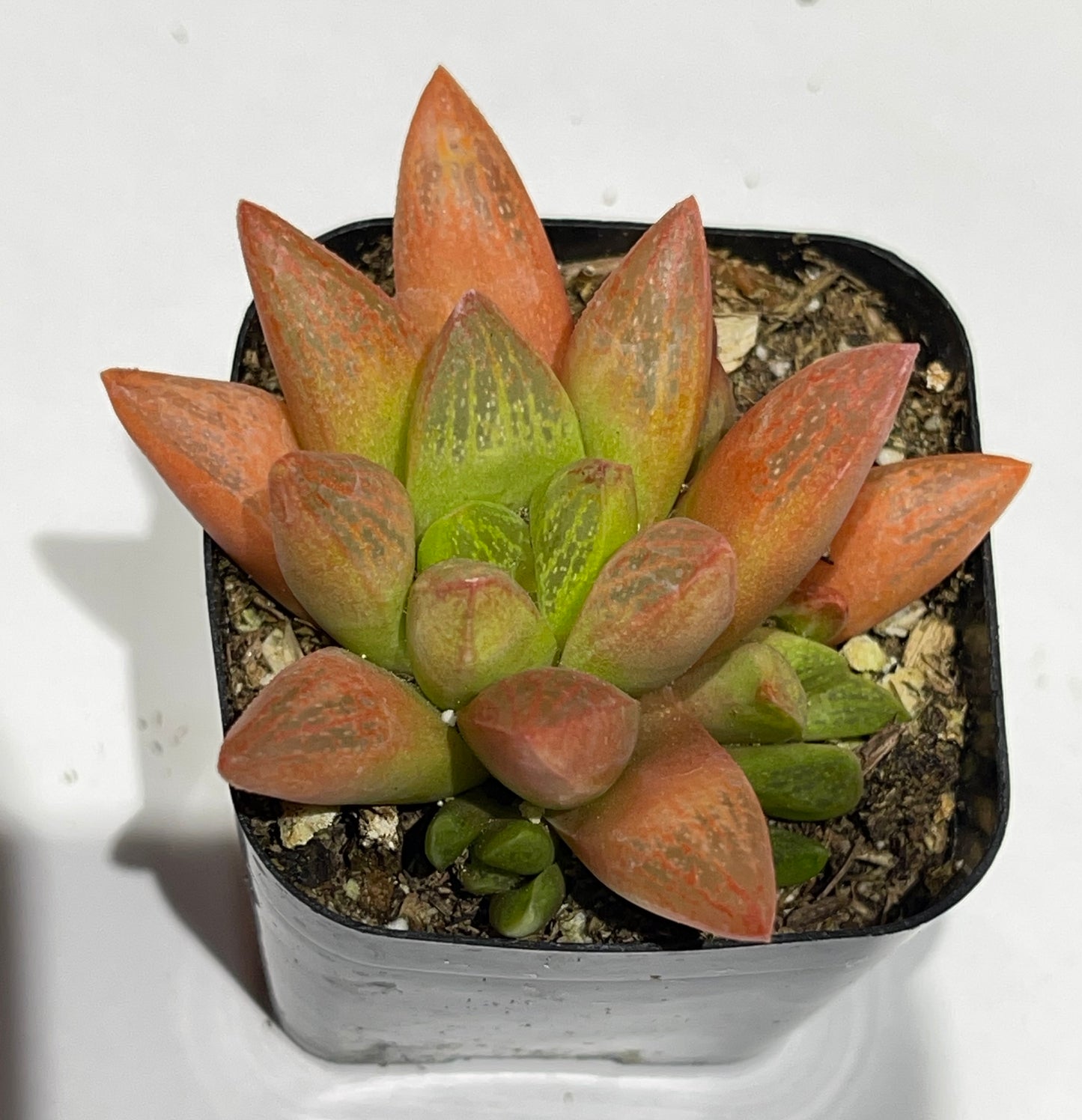 Succulents-Sets-6