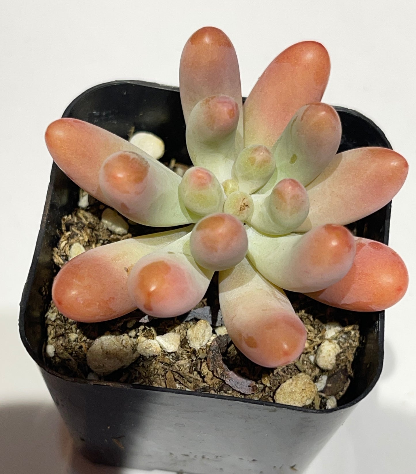 Succulents-Sets-6
