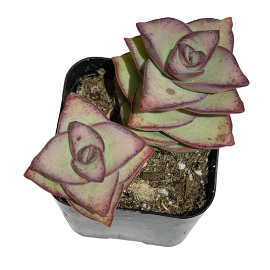 Crassula perforata - String of Buttons-SEAH