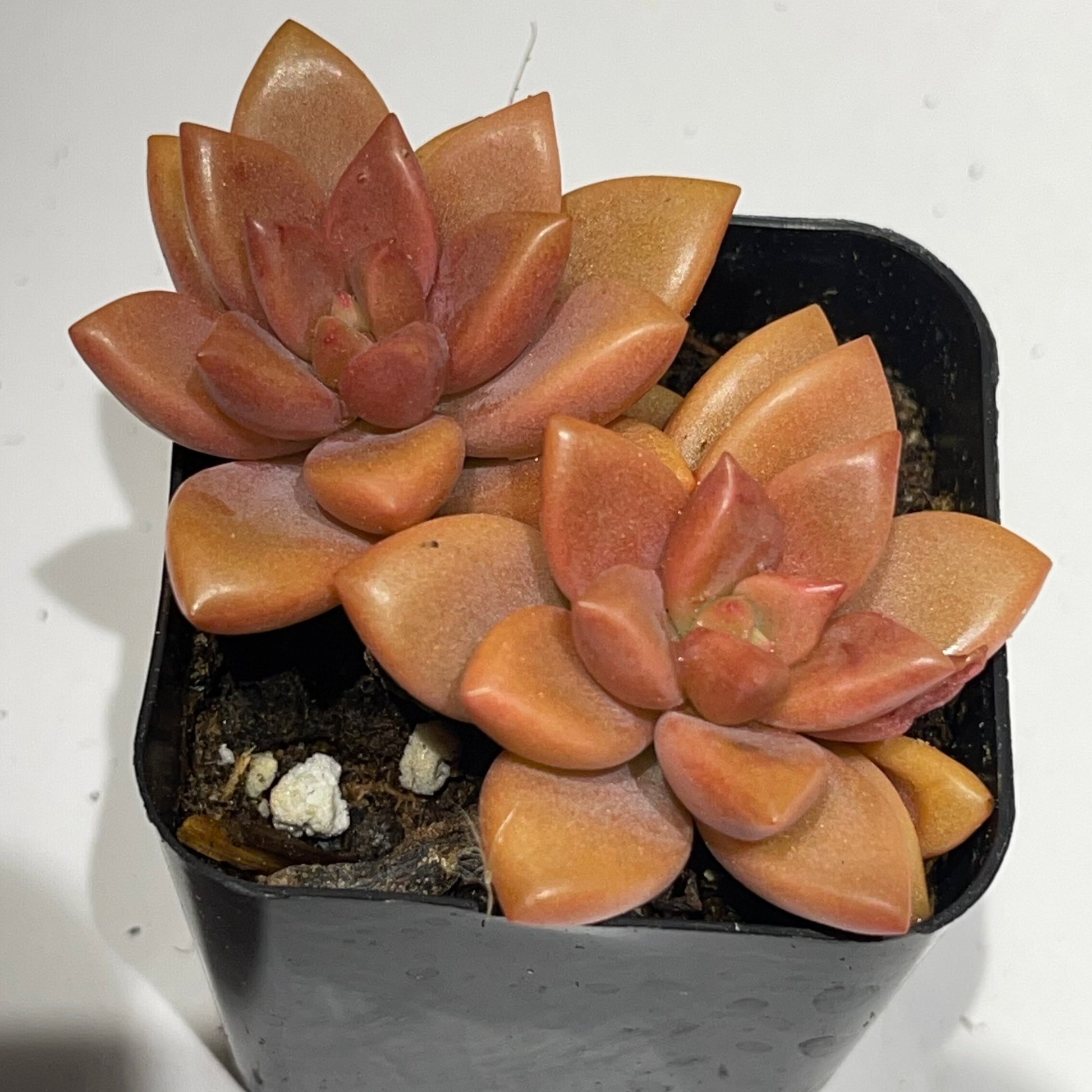 Graptosedum - Alpenglow-SEAH