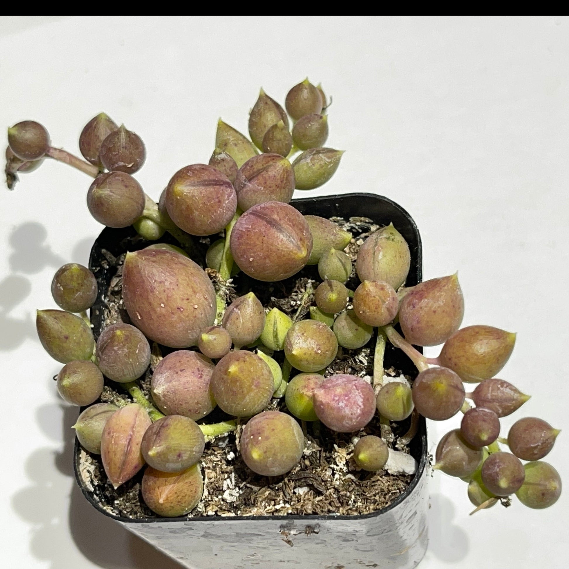Angel Tears Brocade Variegated-SEAH