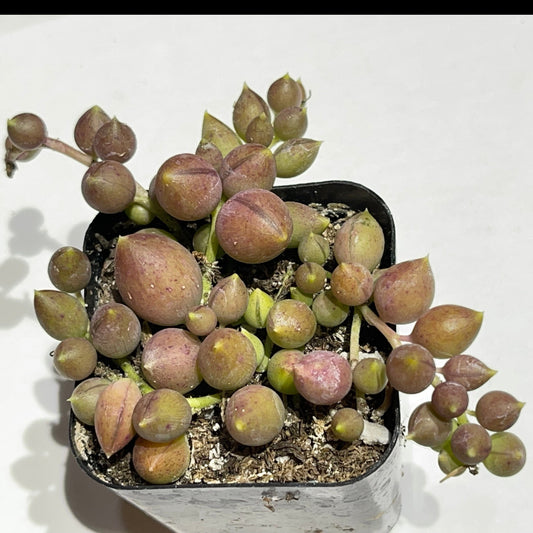 Angel Tears Brocade Variegated-SEAH
