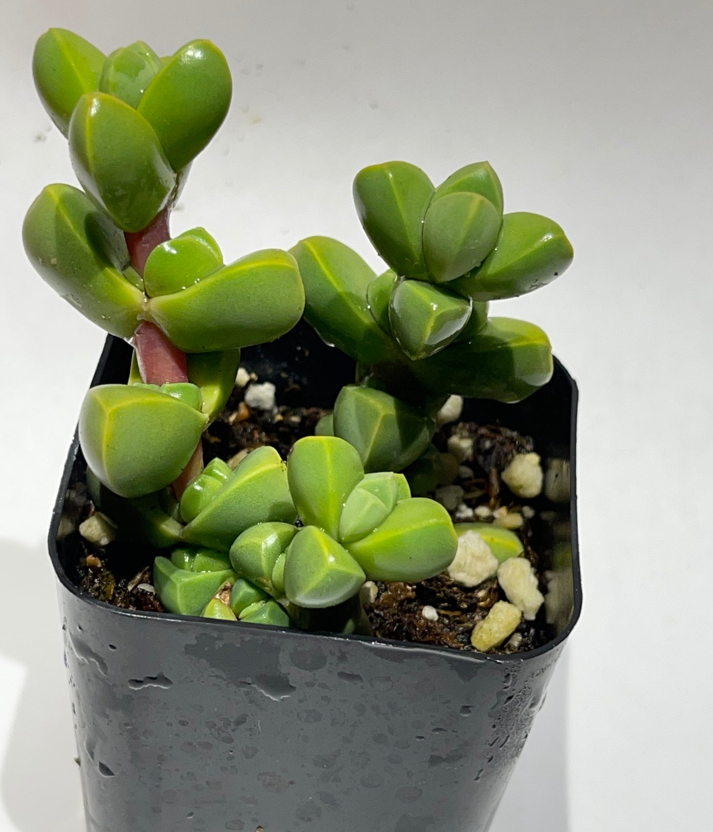 Succulents-Sets-6